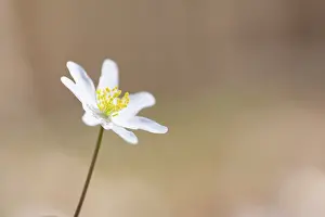 Anemone: Wood Anemone