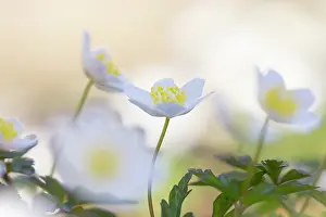 Anemone: Wood Anemone