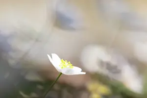 Anemone: Wood Anemone