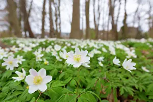Anemone: Wood Anemone