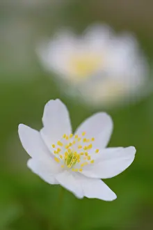 Anemone: Wood Anemone