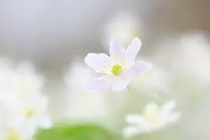 Anemone: Wood Anemone