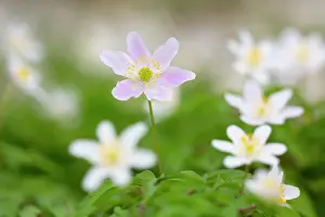 Anemone: Wood Anemone