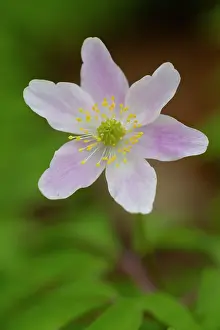 Anemone: Wood Anemone