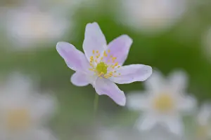 Anemone: Wood Anemone