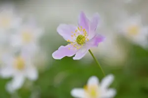 Anemone: Wood Anemone