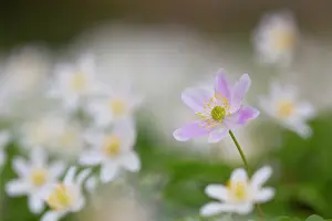 Anemone: Wood Anemone
