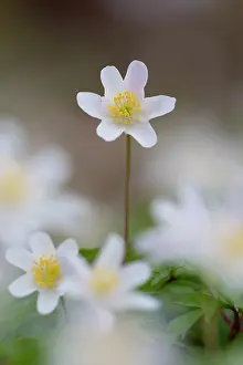 Anemone: Wood Anemone