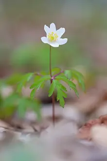 Anemone: Wood Anemone