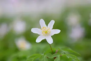 Anemone: Wood Anemone