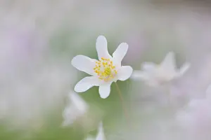 Anemone: Wood Anemone