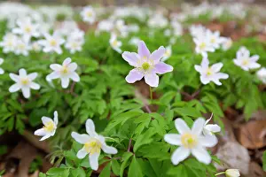 Anemone: Wood Anemone