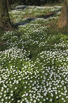 Covering: Wood Anemone (Anemone nemorosa) covering forest