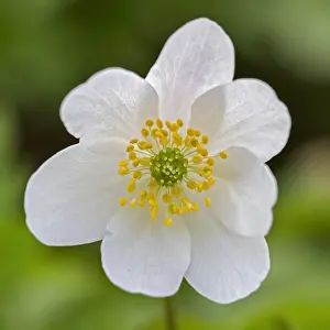 Early: Wood anemone (Anemone nemorosa) flowering in spring forest