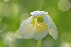 Nemorosa: Wood Anemone - blossom of a single flower with