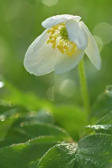 Nemorosa: Wood Anemone - blossom of a single flower with