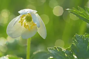 Nemorosa: Wood Anemone - blossom of a single flower with
