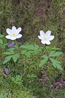 Nemorosa: Wood Anemone - close up of two flowers