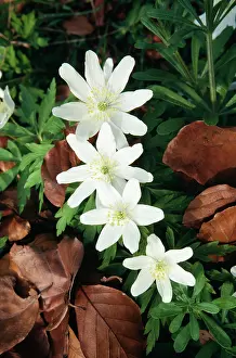 Clusters: WOOD ANEMONE - four flowers