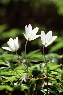 Closing: Wood Anemone - flowers, closing in the evening