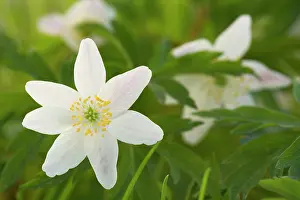 Nemorosa: Wood Anemone - in a meadow in early Spring