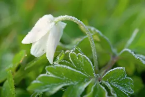 Nemorosa: Wood Anemone - single flower with frost - in a