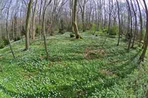 Nemorosa: Wood Anemone - in wood