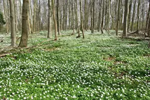 Nemorosa: Wood Anemone - in wood