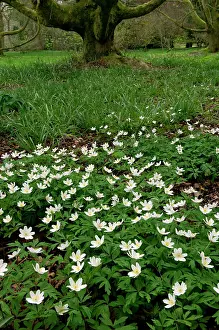 Arboretum: Wood ANEMONE - woodland plant growing from a rhizome