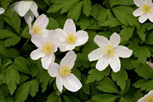 Nemorosa: Wood anemones