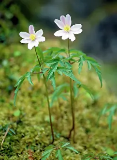 Nemorosa: WOOD ANEMONES - FLOWER