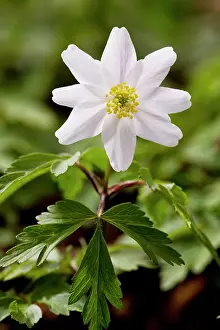 Coppice: Wood Anemones - in flower in spring in ancient