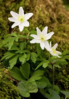 Coppice: Wood Anemones - in flower in spring in ancient