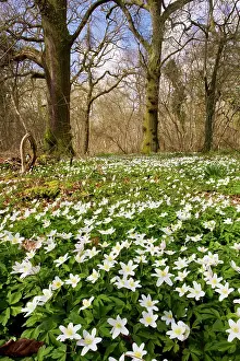 Coppice: Wood Anemones - in flower in spring in ancient