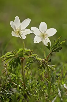 Anemones: Wood Anemones against the light in spring