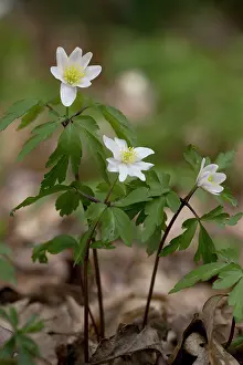 Nemorosa: Wood Anemones - in old woodland
