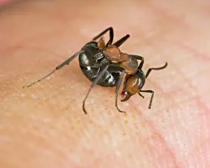 Bites: Wood ant bites & deposits formic acid on human