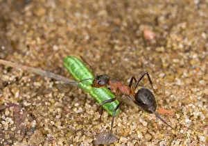 Formica: Wood ant carrying caterpillar