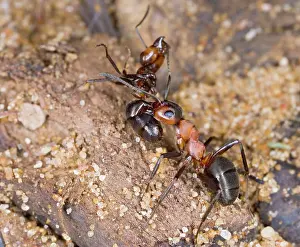 Formica: Wood ant carrying dead ant