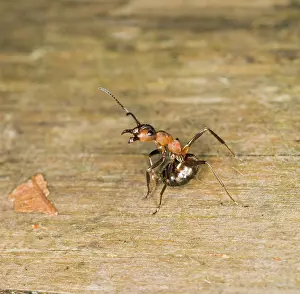 Formica: Wood ant defence posture