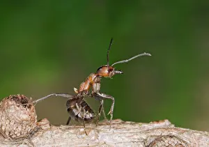 Wood ant defence posture