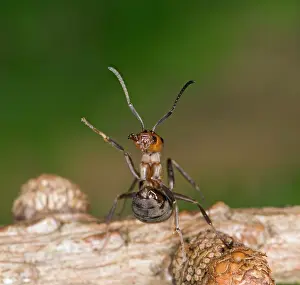 Formica: Wood ant defence posture
