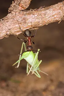 Formica: Wood ant moving dead cricket