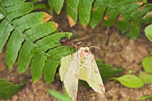 Formica: Wood ant moving dead moth
