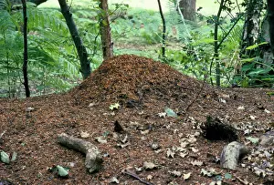 Anthill: Wood Ant - nest / anthill