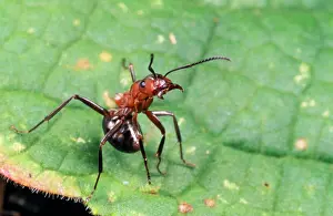 Wood ANT - single, aggressive posture
