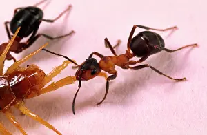 Centipedes: Wood ANT - single, pulling leg of centipede