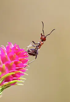 Formica: Wood Ant - in threat position on Larch