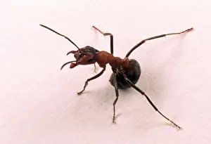 Formica: Wood ANTS - aggressive posture