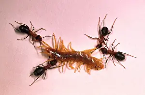 Centipedes: Wood ANTS - attacking centipede